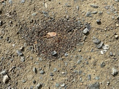 Pheidole californica