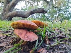 Hortiboletus rubellus