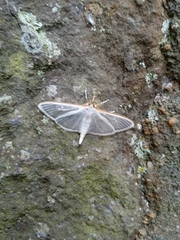 Palpita quadristigmalis