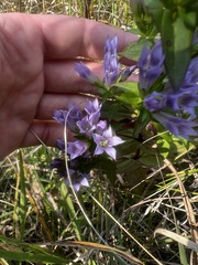 Gentianella quinquefolia