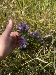 Gentianella quinquefolia