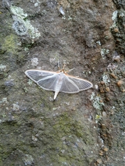 Palpita quadristigmalis