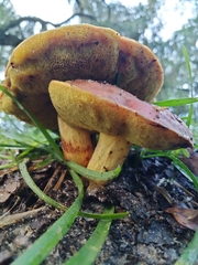 Hortiboletus rubellus