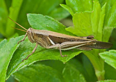 Stenocatantops splendens