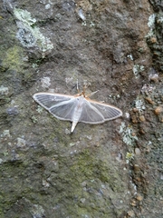 Palpita quadristigmalis