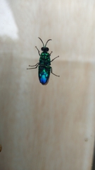 Chrysis angolensis