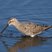 Stilt Sandpiper - Photo (c) Greg Lasley, some rights reserved (CC BY-NC), uploaded by Greg Lasley