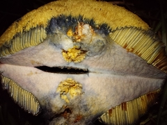 Hortiboletus rubellus