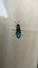 Chrysis angolensis