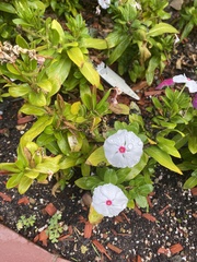 Catharanthus