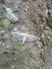 Palpita quadristigmalis