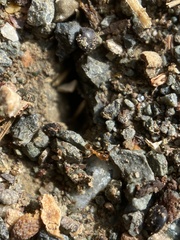 Pheidole californica