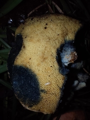 Hortiboletus rubellus