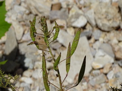 Polanisia dodecandra