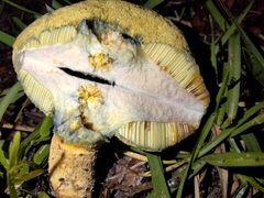 Hortiboletus rubellus