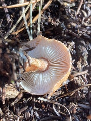 Cystoderma