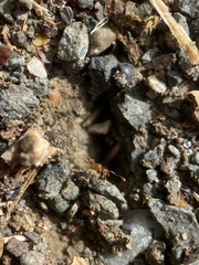 Pheidole californica