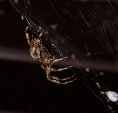 Neoscona domiciliorum