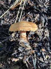 Cystoderma