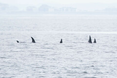 Orcinus orca