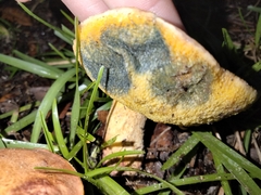 Hortiboletus rubellus