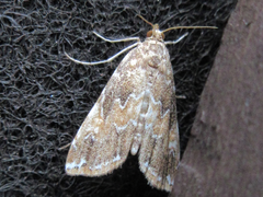 Elophila turbata