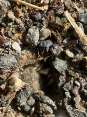 Pheidole californica