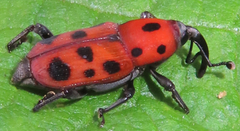 Rhodobaenus tredecimpunctatus