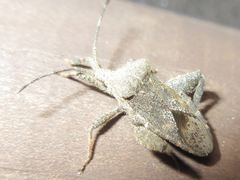 Acanthocoris sordidus