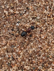 Camponotus novaeboracensis