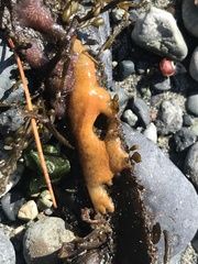 Botrylloides violaceus