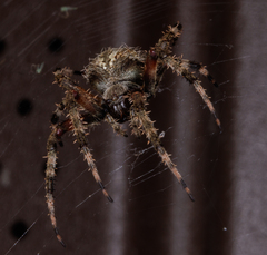 Neoscona domiciliorum