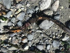 Botrylloides violaceus