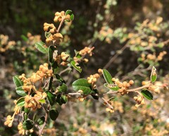 Pomaderris paniculosa