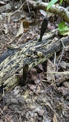 Xylaria longipes