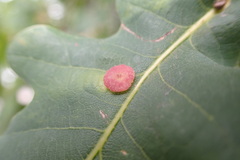Neuroterus albipes