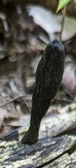 Xylaria longipes