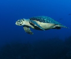 Eretmochelys imbricata
