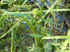 Sparganium americanum