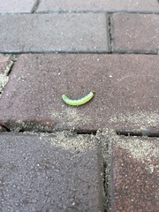 Trichoplusia ni