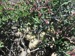 Pelargonium crithmifolium
