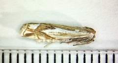 Crambus bidens