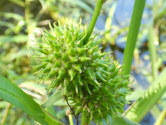 Sparganium americanum