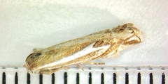 Crambus bidens