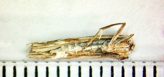 Crambus bidens