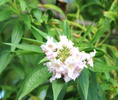 × chitalpa tashkentensis