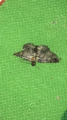 Lepidoptera