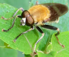 Pterallastes thoracicus