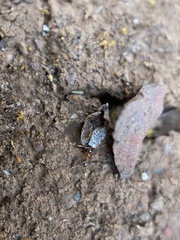 Pheidole californica