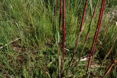 Phragmites australis americanus